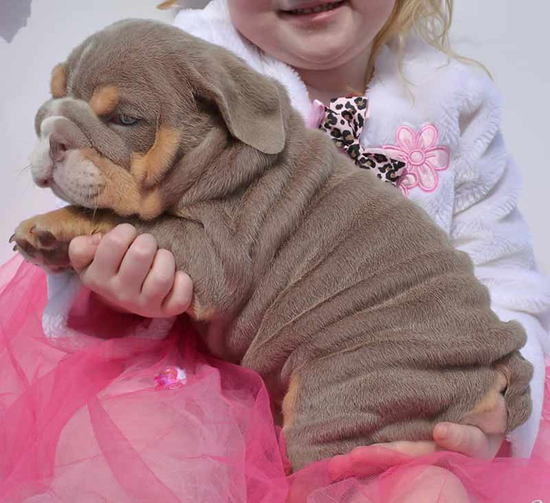 lilac tri color akc english bulldog puppy with girl