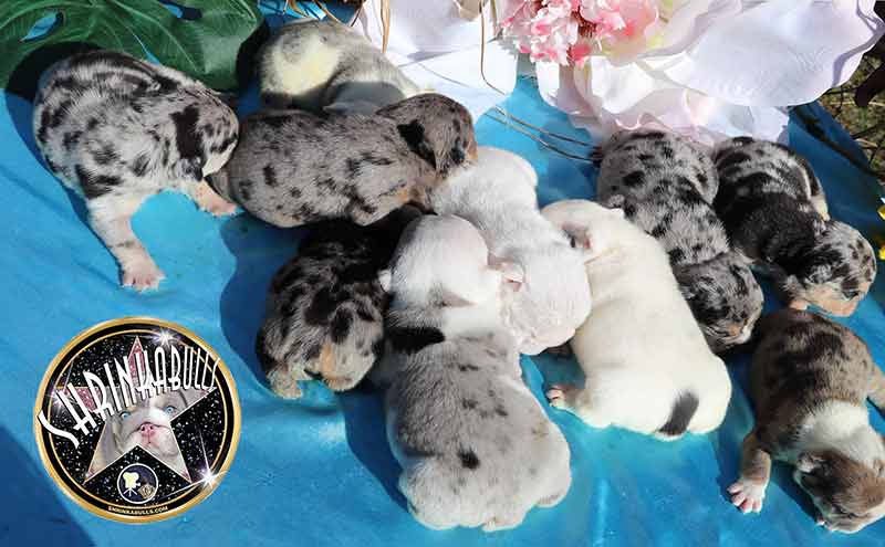 Shrinkabull's English Bulldog Life Stages Puppies