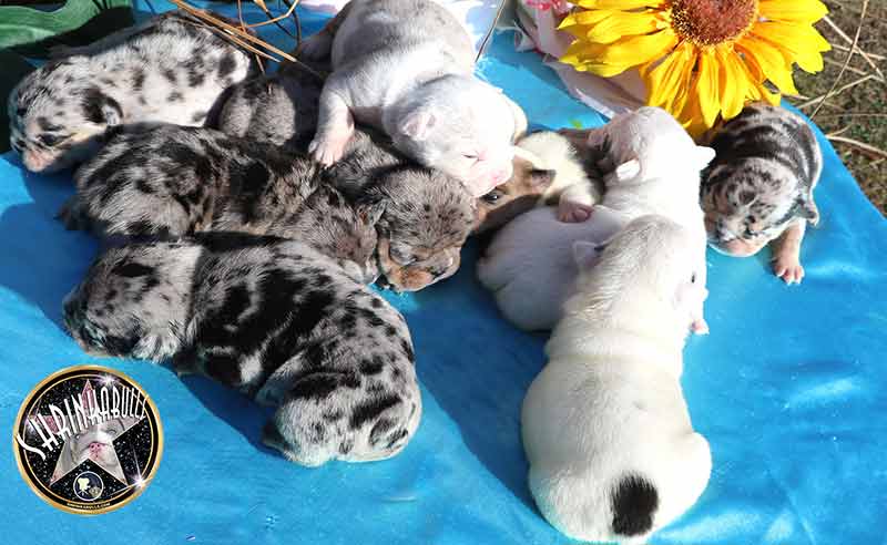 Shrinkabull's English Bulldog Life Stages Puppies