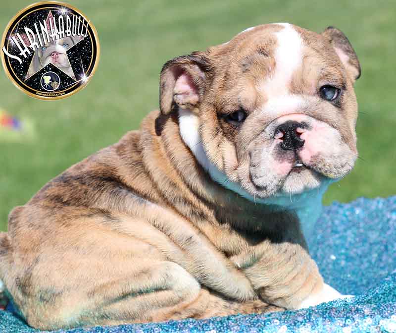Shrinkabull's Yoda Beautiful Male English Bulldog Puppy at 8 weeks