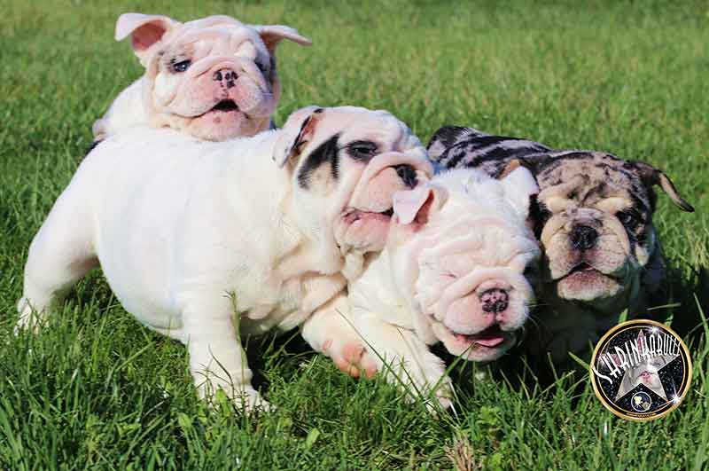 Shrinkabull's Beautiful and Rare Female English Bulldog Puppies at 8 weeks
