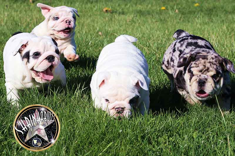 Shrinkabull's Beautiful, Wrinkly Female Bulldog Puppies