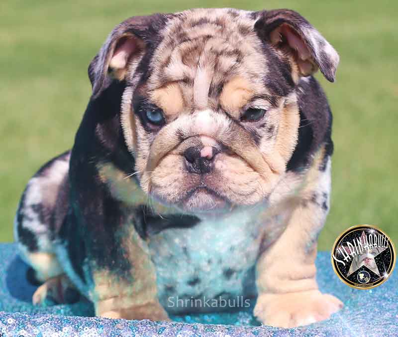Shrinkabull's Anakin Beautiful Male English Bulldog Puppy at 8 weeks