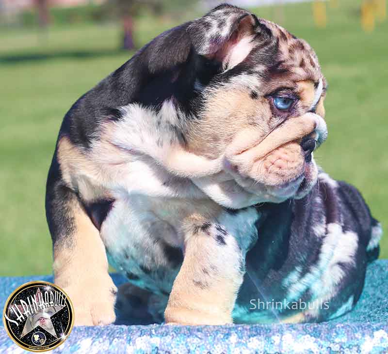 Shrinkabull's Anakin Beautiful Male English Bulldog Puppy at 8 weeks