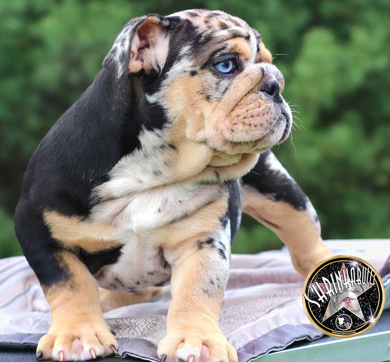 Shrinkabull's Anakin Beautiful Male English Bulldog Puppy at 10 weeks