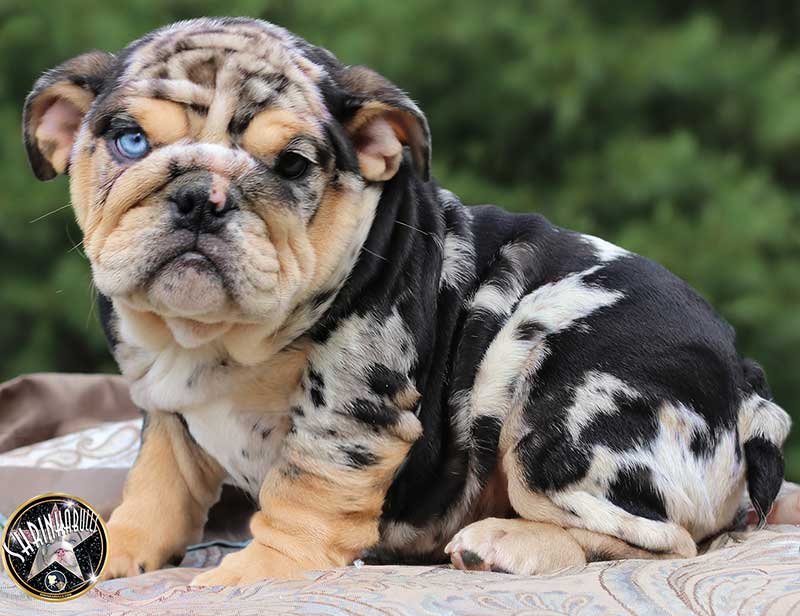 Shrinkabull's Anakin Rare Male English Bulldog Puppy at 8 weeks