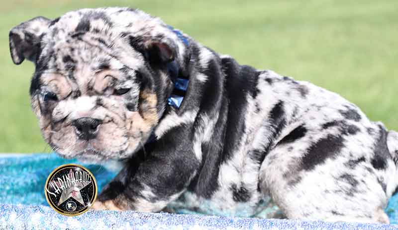 Shrinkabull's Jabba Beautiful Male English Bulldog Puppy at 8 weeks