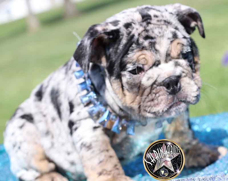 Shrinkabull's Jabba Beautiful Male English Bulldog Puppy at 8 weeks