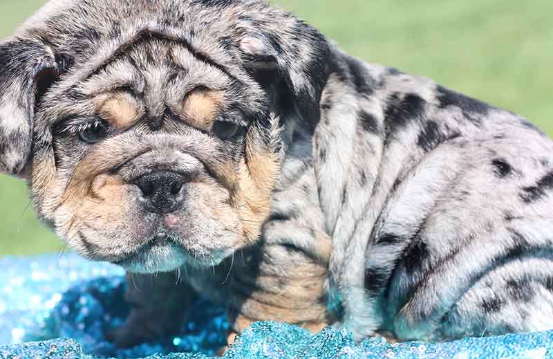 Shrinkabull's Droid Beautiful Male English Bulldog Puppy at 8 weeks