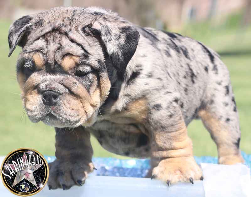 Shrinkabull's Droid Beautiful Male English Bulldog Puppy at 8 weeks