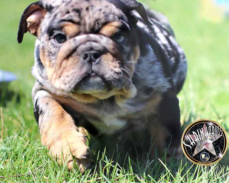 Shrinkabull's Jedi Beautiful Male English Bulldog Puppy at 8 weeks