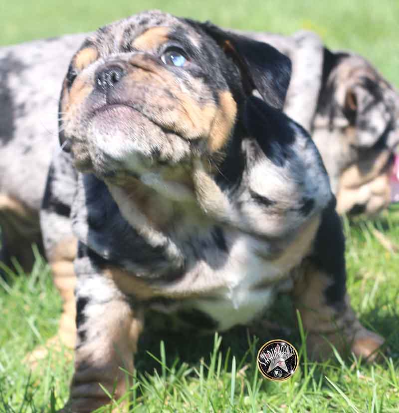 Shrinkabull's Jedi Beautiful Male English Bulldog Puppy at 8 weeks
