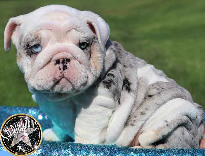 Shrinkabull's Padme Beautiful Female English Bulldog Puppy at 8 weeks