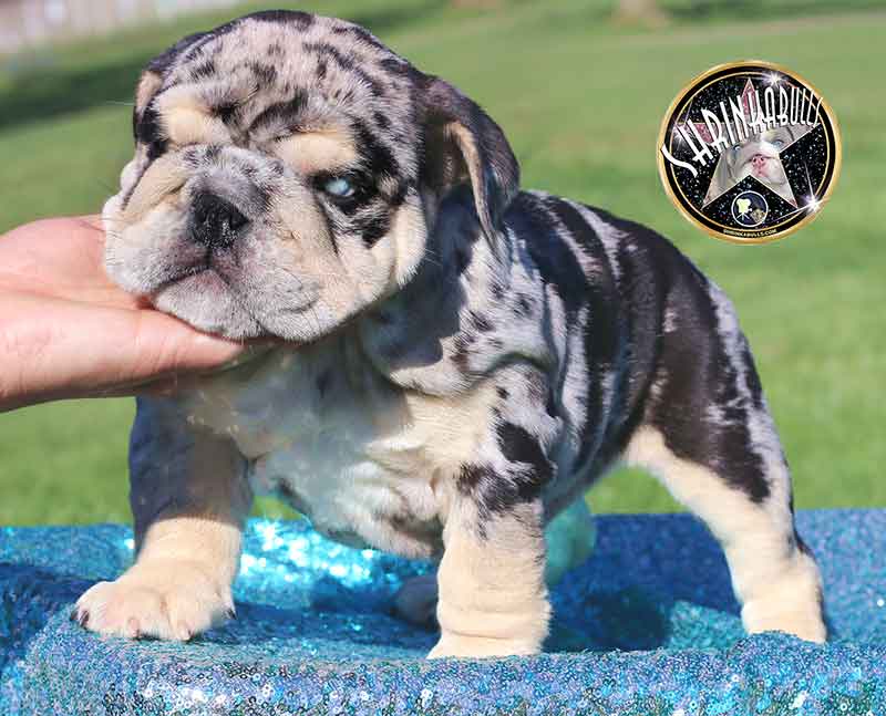 Shrinkabull's Princess Leia Beautiful Female English Bulldog Puppy at 8 weeks