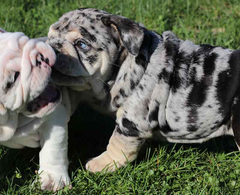 Shrinkabull's Princess Leia Beautiful Female English Bulldog Puppy at 8 weeks