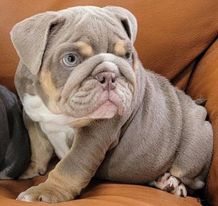 lilac tri english bulldog puppy for sale