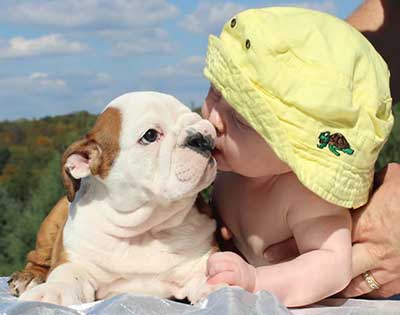 Baby with Bulldog puppies