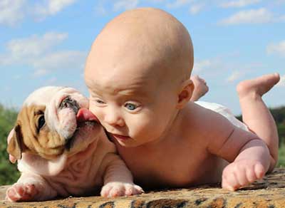 English bulldog licking baby