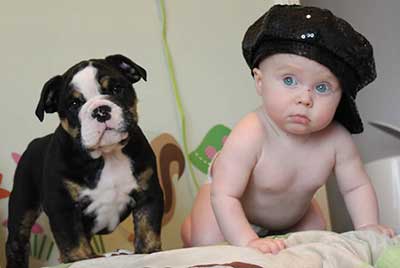 Baby posing with bulldog puppy
