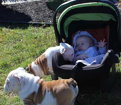 Bulldog puppies checking out baby in stroller