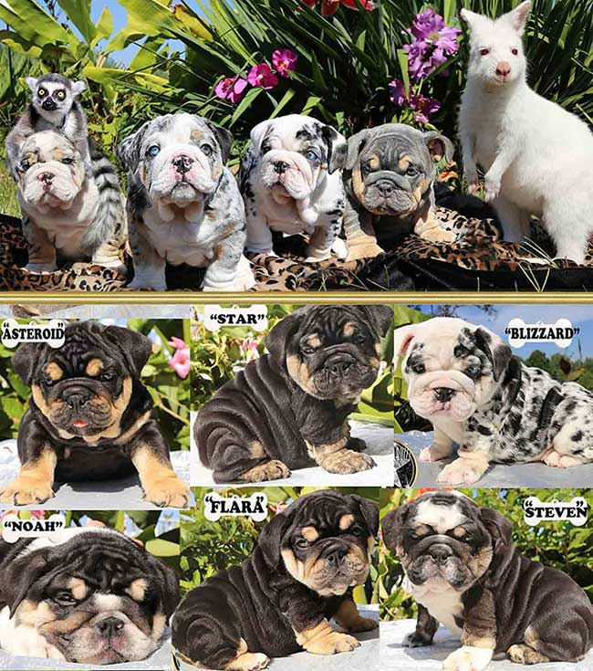 Shrinkabull's Tri & Blue Merle Litter English Bulldog Puppies FOR SALE