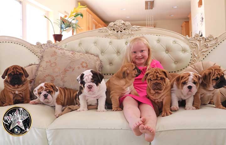 Little girl with Shrinkabulls bulldog litter