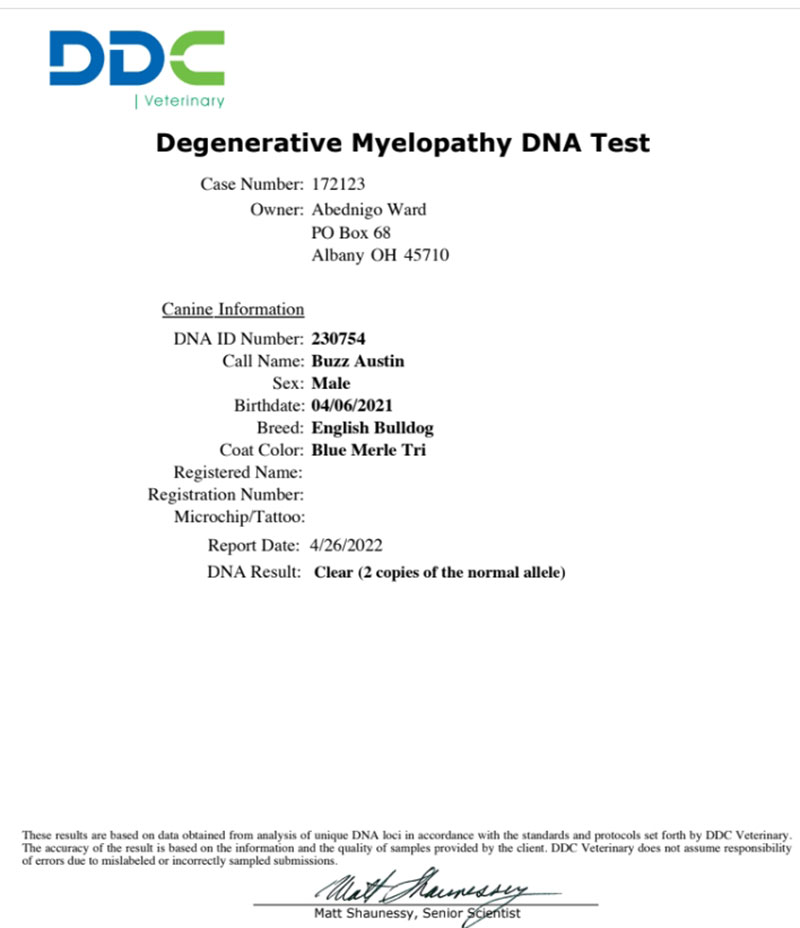 Shrinkabull's Buzz Degenerative Myelopathy DNA Test