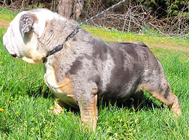 Shrinkabulls Buzz Blue Merle Tri Male Adult English Bulldog FOR SALE