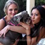 Kirby Bliss and Keana loving on a Shrinkabull's English bulldog puppy