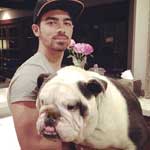 Joe Jonas at home with his Shrinkabull's bulldog Winston