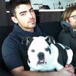 Joe Jonas with Shrinkabull's bulldog Winston