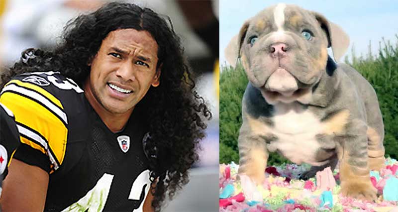 "SHRINKABULLS LILAC" (English bulldog puppy) now owned by Troy Polamalu NFL football player(and model & actor) for the Pittsburgh Steelers. Polamalu has won two Super Bowl championships with the Steelers