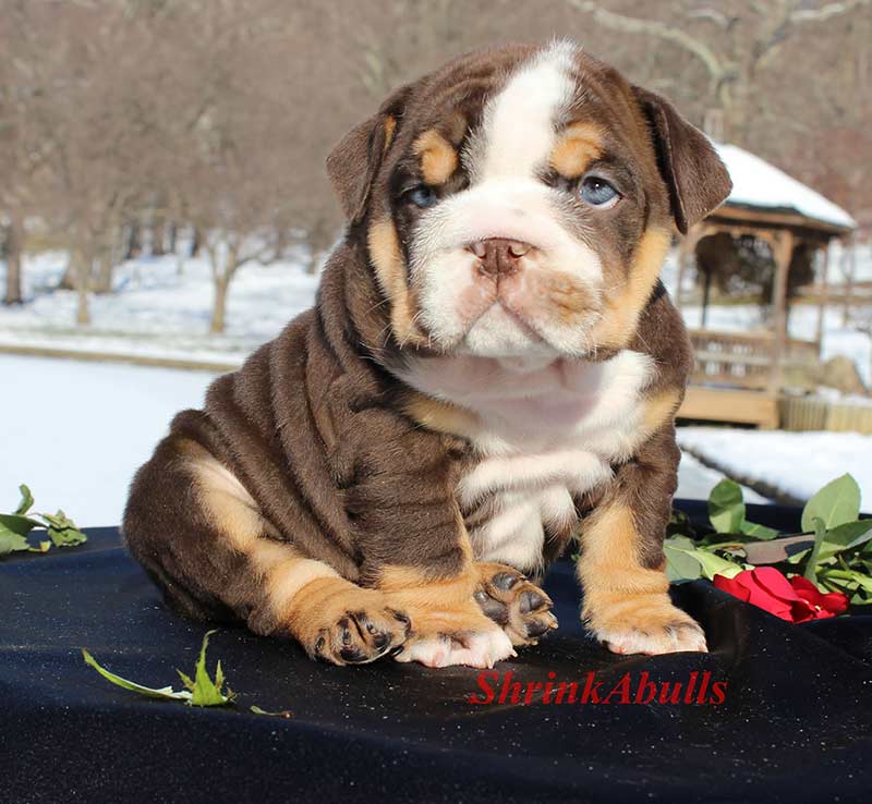 Chocolate bulldog puppy in snow