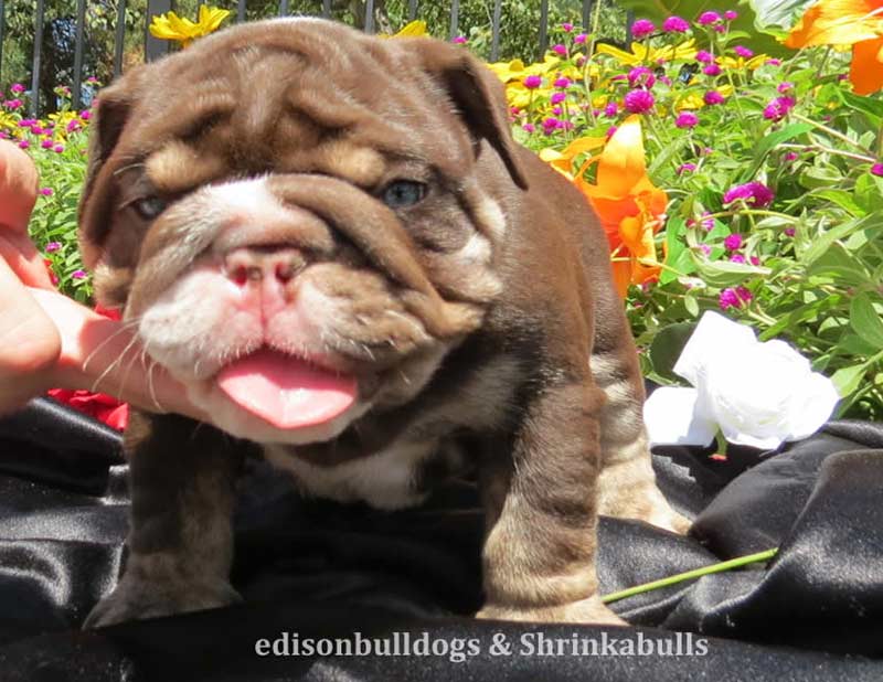 Chocolate bulldog puppy in garden
