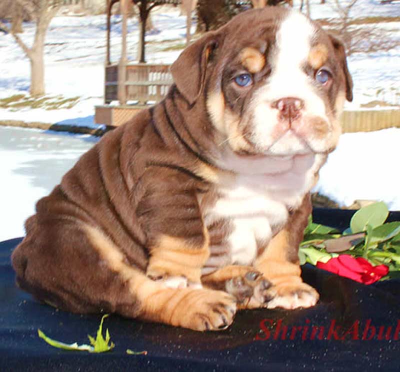Chocolate bulldog puppy snow bg