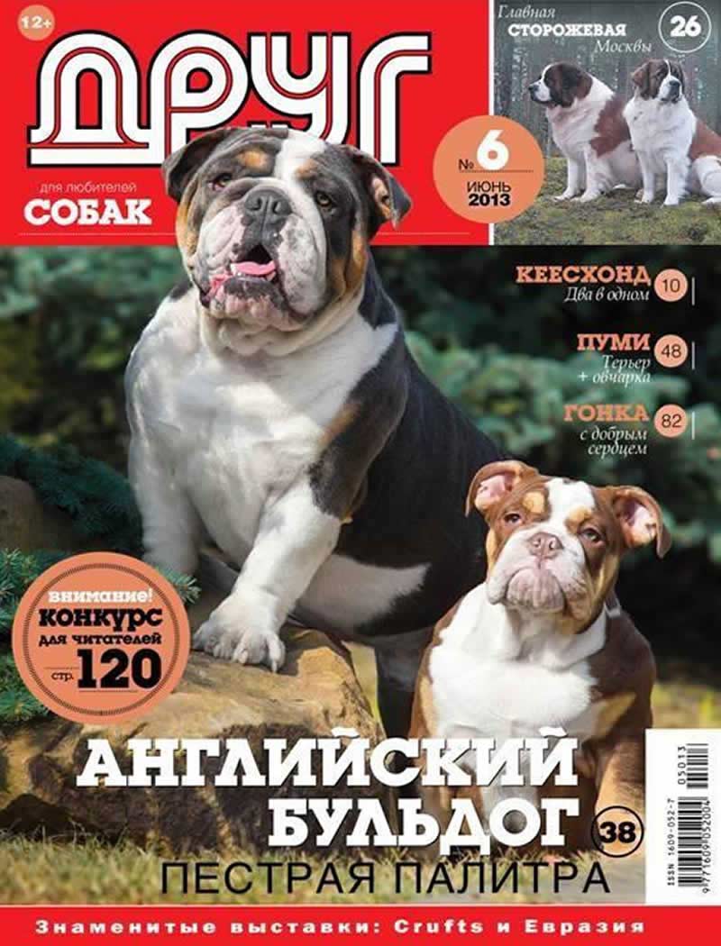 Shrinkabull's Blue Chocolate English Bulldog on Russian Magazine Cover