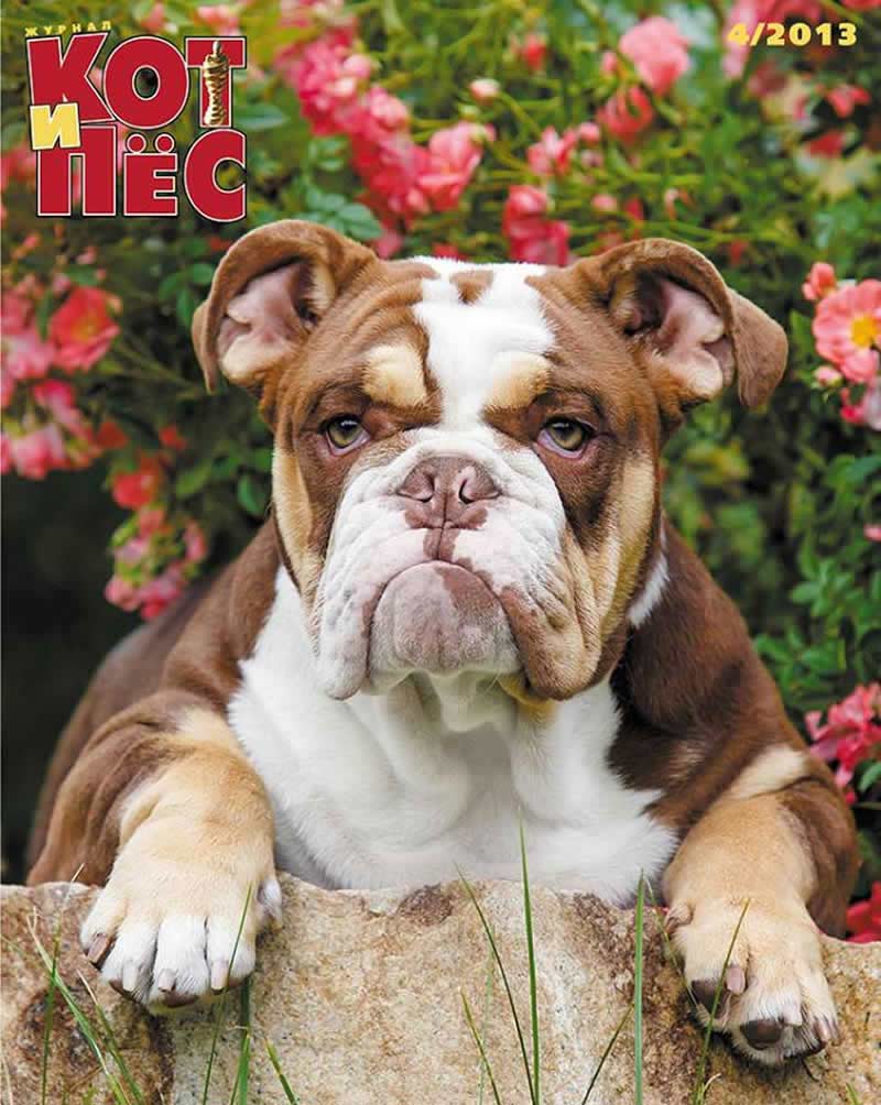 Shrinkabull's Chocolate Bulldog on Russian Magazine Cover