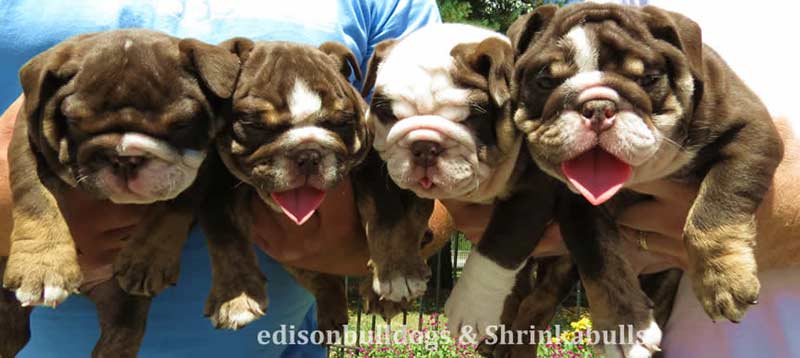 4 Chocolate bulldog puppies together