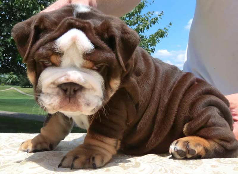 Chocolate bulldog puppy wrinkly