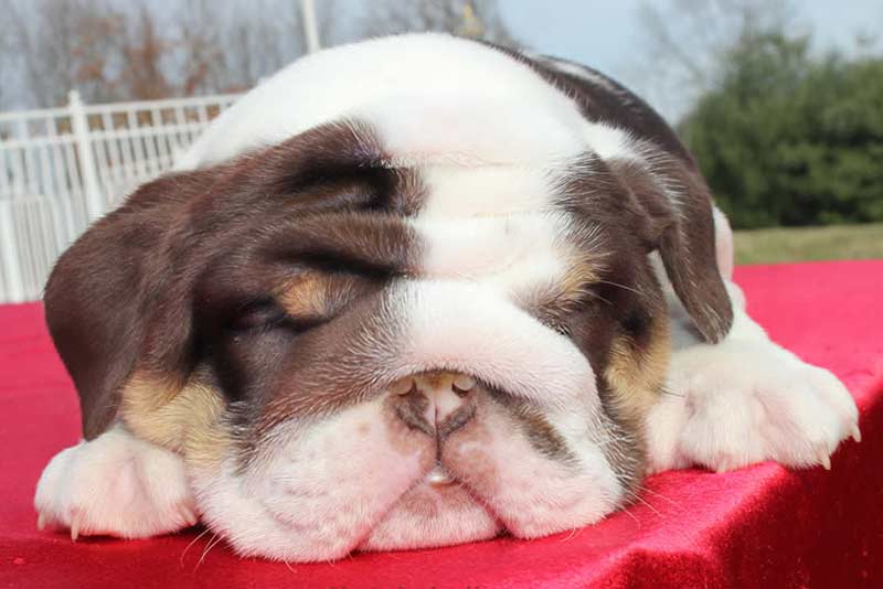 Chocolate bulldog puppy sleepy