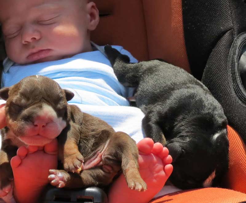 Chocolate bulldog puppies with baby sleeping