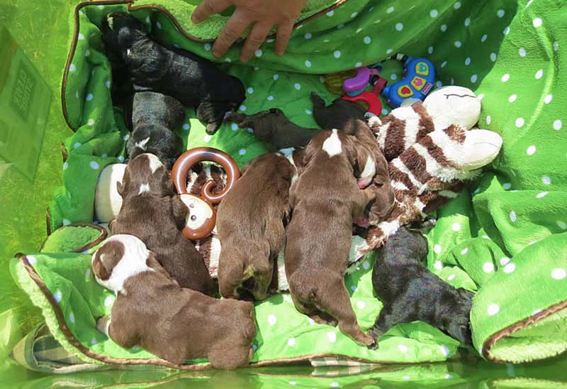 Chocolate bulldog puppies with toys