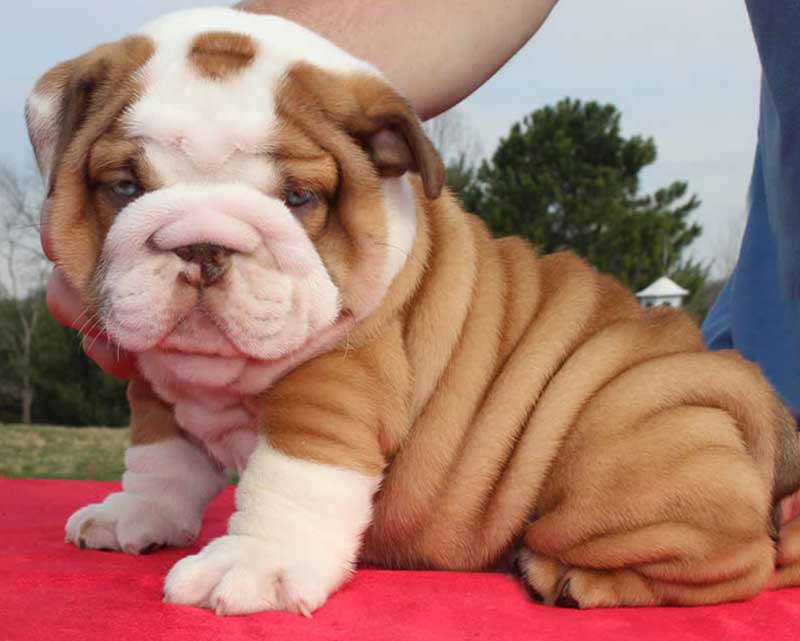 Wrinkly Chocolate bulldog puppy