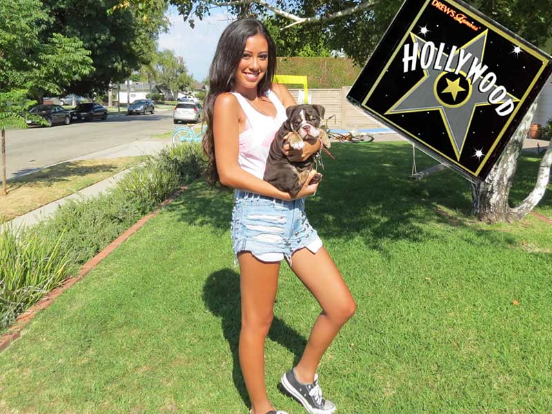 Pop Star Keana posing with with Shrinkabull's Chocolate English Bulldog Puppy