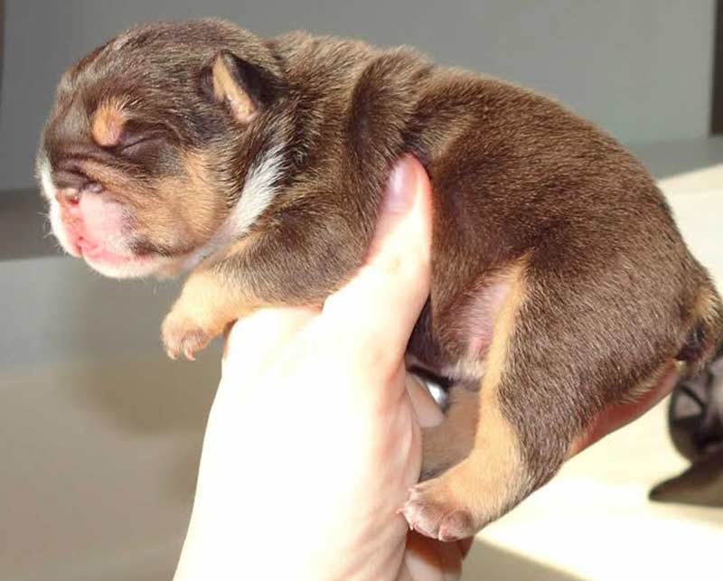 Chocolate english bulldog newborn being held