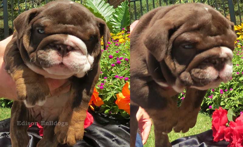 Chocolate english bulldog side and front in garden