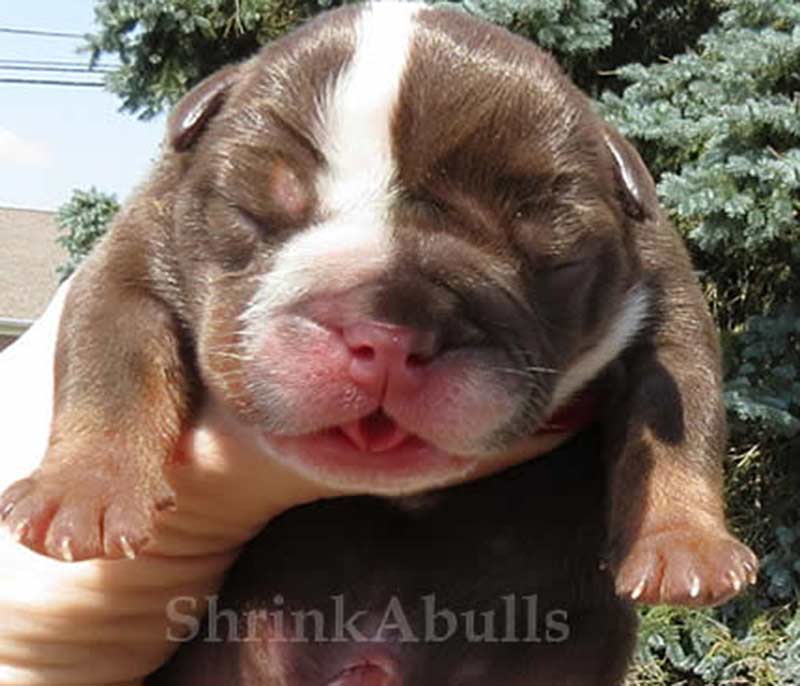 Chocolate english bulldog newborn closeup