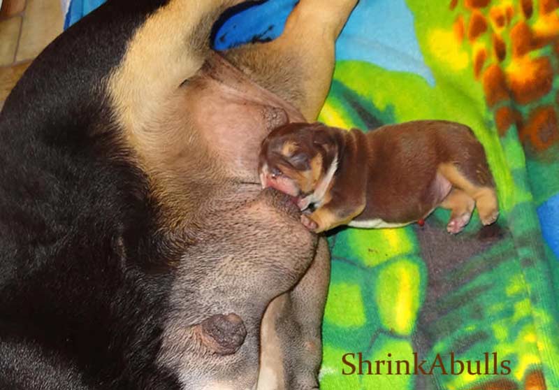 Chocolate english bulldog newborn nursing