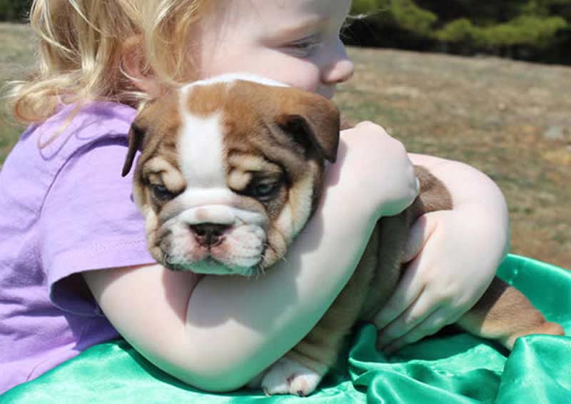 Girl hugging Chocolate english bulldog puppy