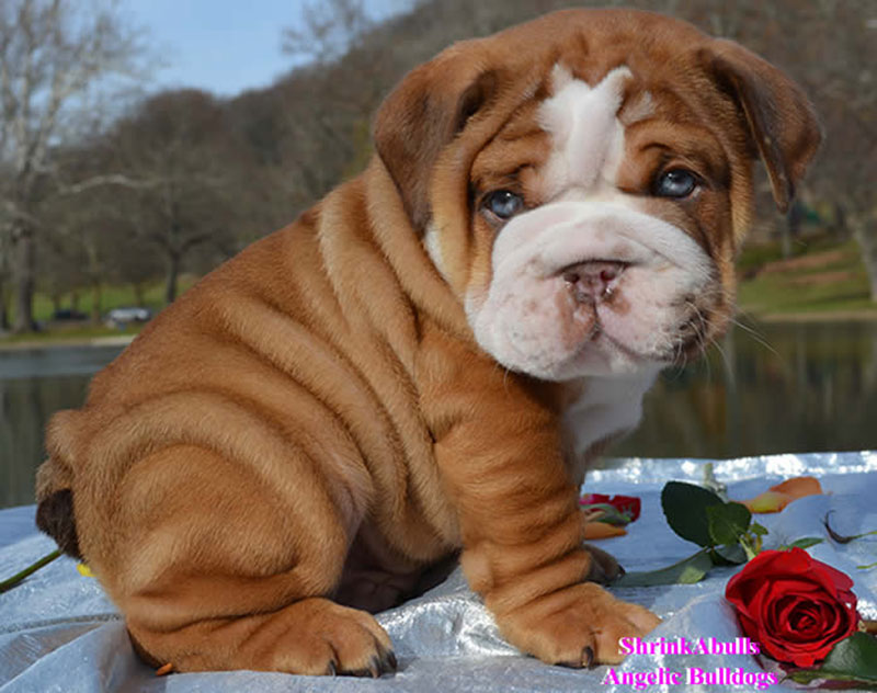 Chocolate Color Bulldog Puppy